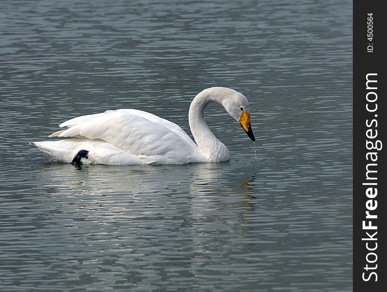 On coast of lake swan