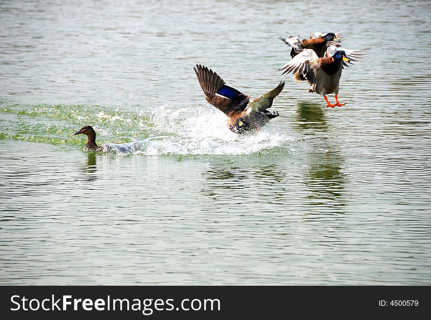 Wild duck landed in water, center. Wild duck landed in water, center