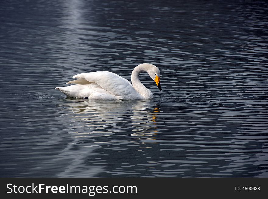 On coast of lake swan