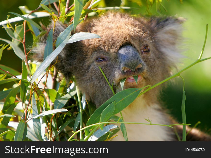 A shot of an Australian Koala in the wild. A shot of an Australian Koala in the wild.