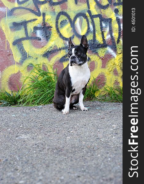 A Boston Terrier sits in front of a Yellow graffiti wall on a street corner. A Boston Terrier sits in front of a Yellow graffiti wall on a street corner