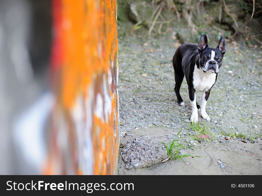 Boston Terrier and Orange Graffiti 3