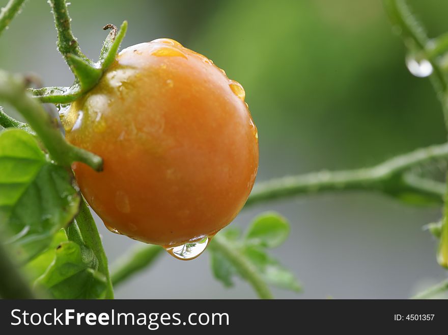 A shot of a Cherry Tomato up close.