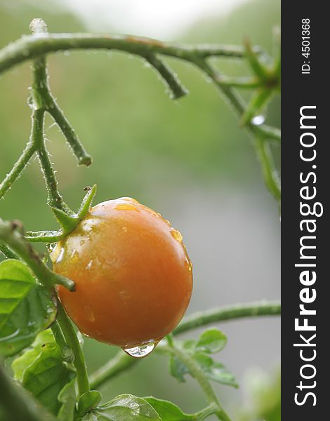 A shot of a Cherry Tomato up close.