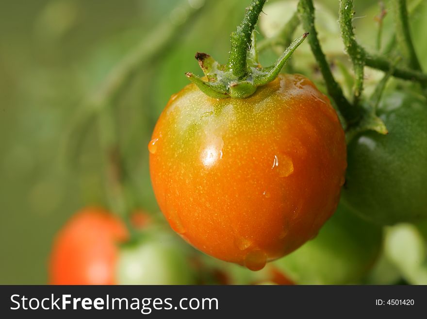 A shot of a Cherry Tomato up close.