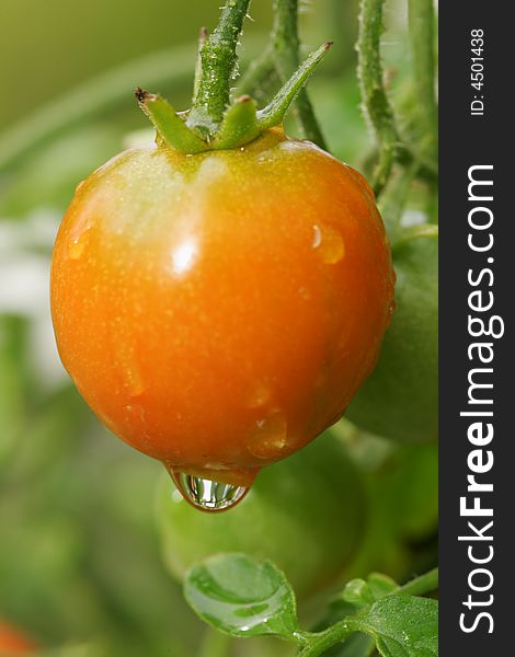 A shot of a Cherry Tomato up close.