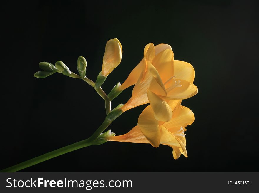 Yellow fresia on the black background