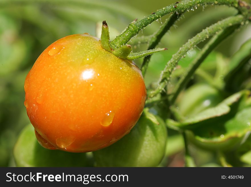 A shot of a Cherry Tomato up close.