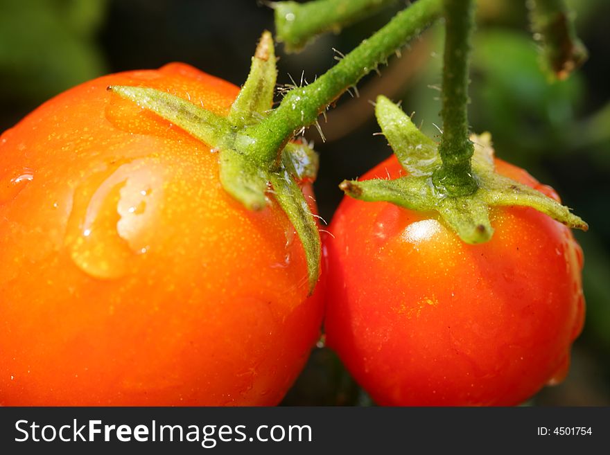 A shot of a Cherry Tomato up close.