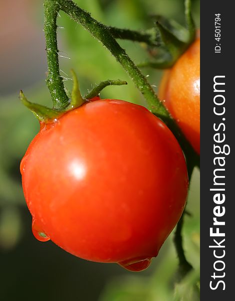 A shot of a Cherry Tomato up close.