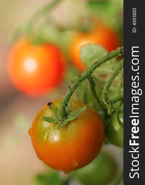 A shot of a Cherry Tomato up close.