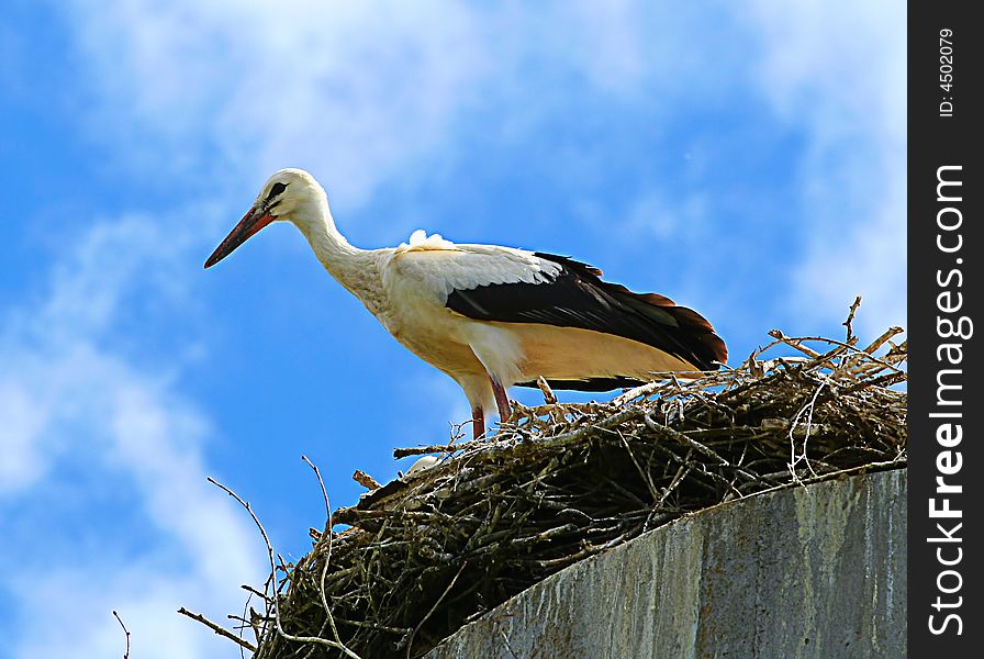 Bird the Stork on a background of the blue sky, in a nest