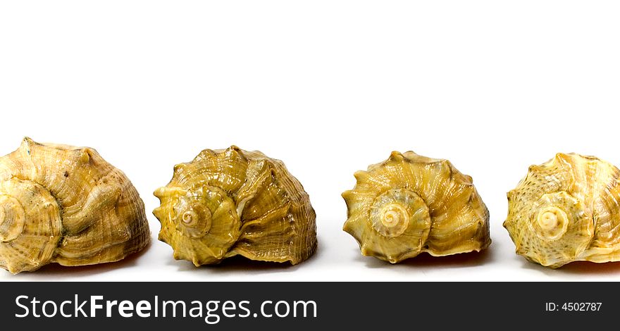 Four cockleshells on white background