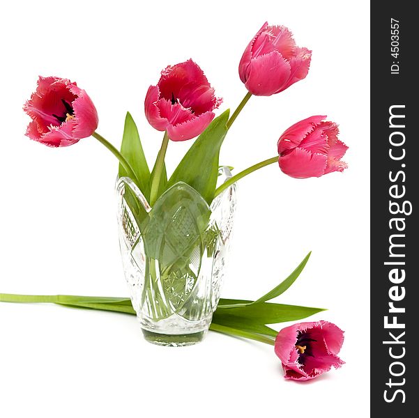 Pink Tulips On White Bakcgrouns