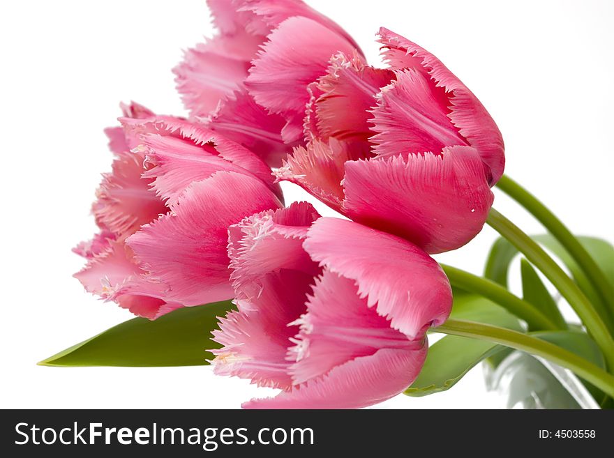 A pink tulips on white backgrounds. A pink tulips on white backgrounds