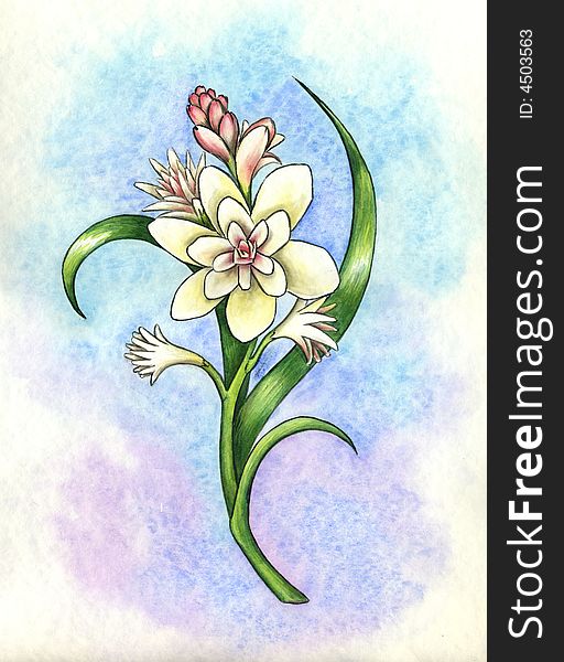 A watercolored white flower with light blue background. A watercolored white flower with light blue background.