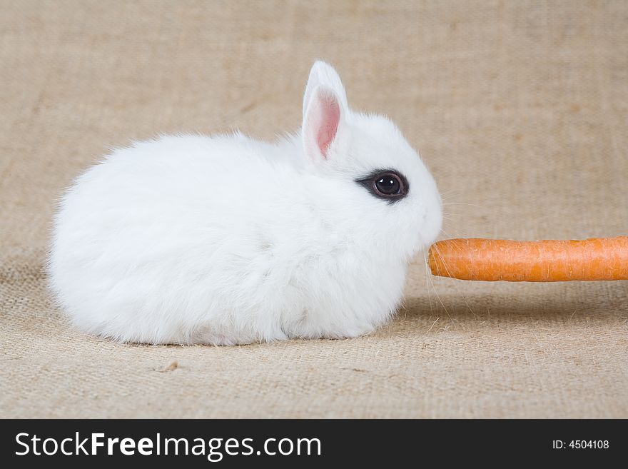 White bunny with carrot, isolated