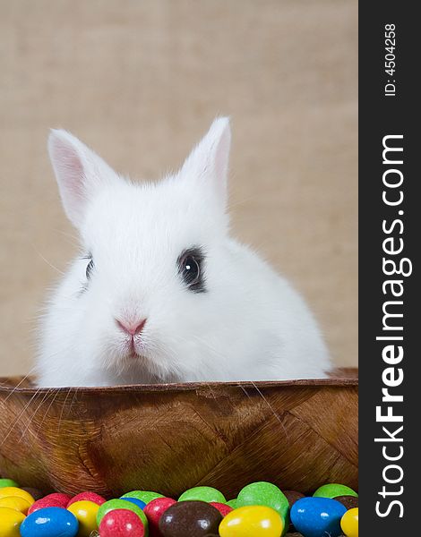 White bunny in the tray and chocolate eggs. White bunny in the tray and chocolate eggs