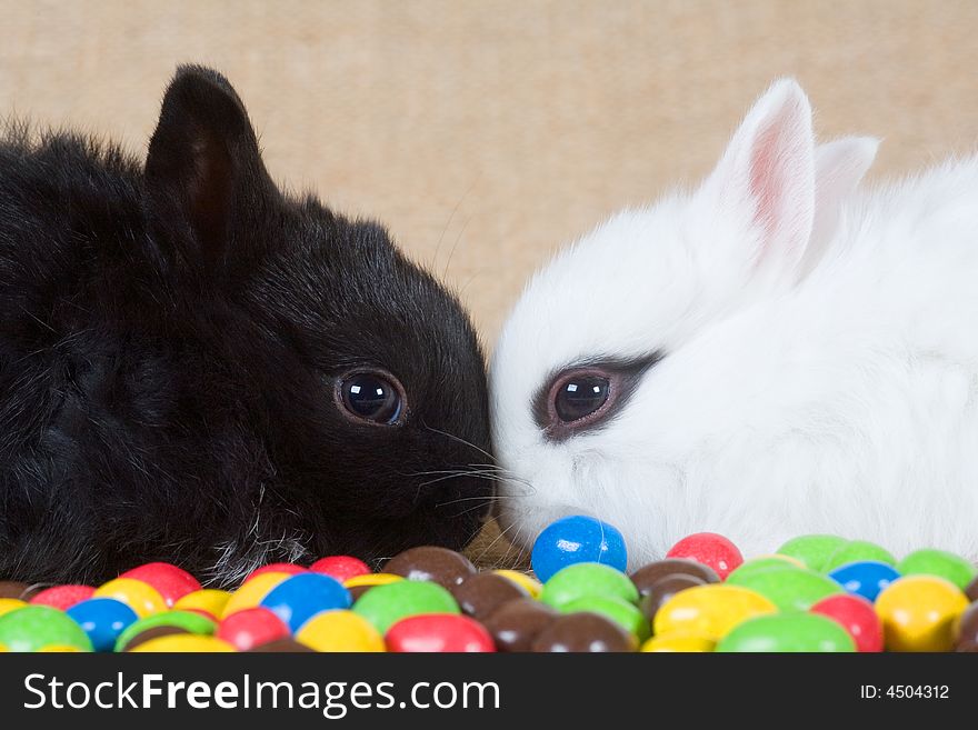 Two bunny and some chocolate eggs. Two bunny and some chocolate eggs