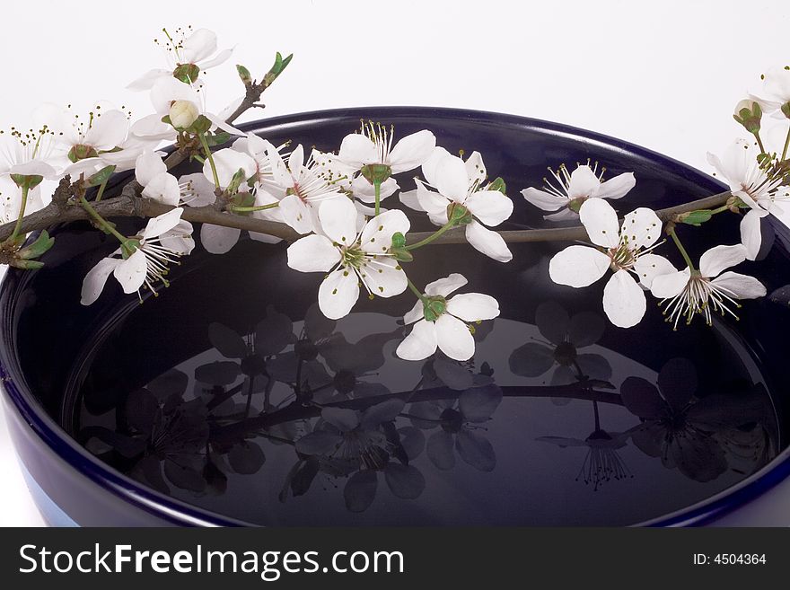 White apple flower on dark blue china bowl. White apple flower on dark blue china bowl