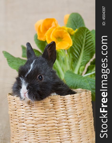 Black Bunny And A Yellow Flower