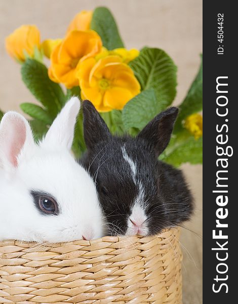 Two bunny in the basket and a yellow flower. Two bunny in the basket and a yellow flower