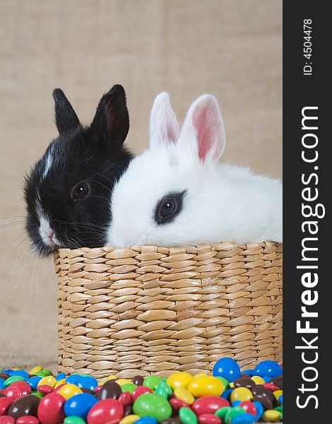 Two bunny in the basket and chocolate eggs. Two bunny in the basket and chocolate eggs