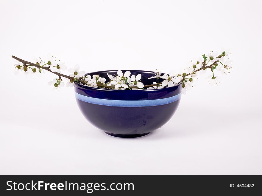 White apple flower on dark blue china bowl. White apple flower on dark blue china bowl