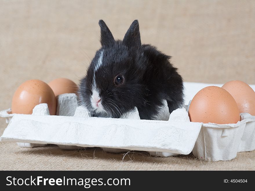 Black bunny in the white eggbox and some eggs. Black bunny in the white eggbox and some eggs