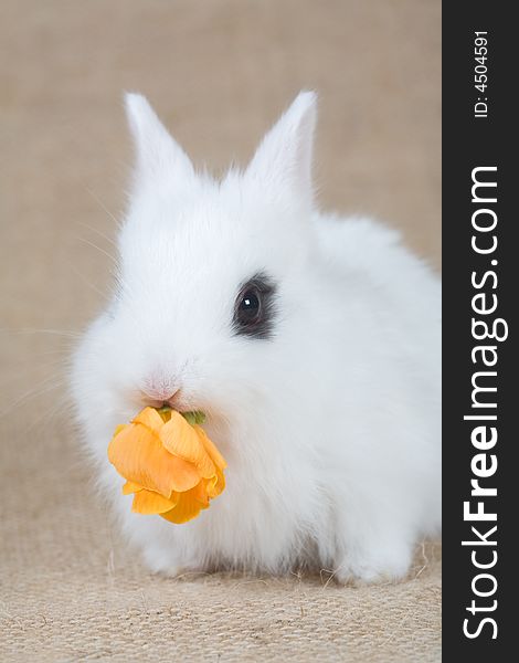Little white bunny eat a yellow flowers