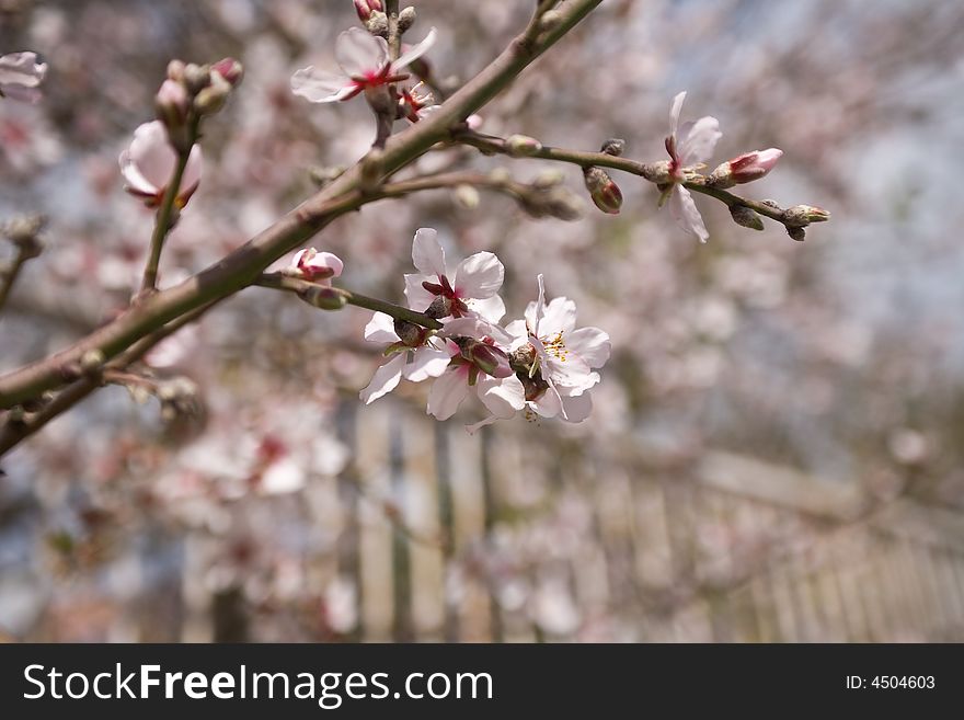 Almond flowers