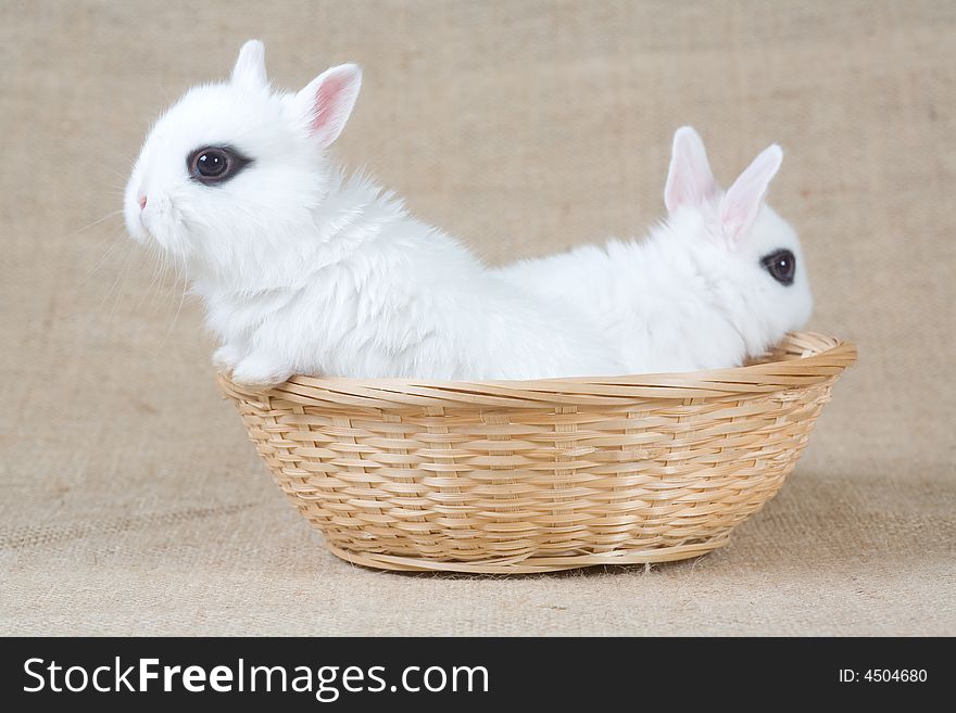 Two little white bunny in the basket. Two little white bunny in the basket
