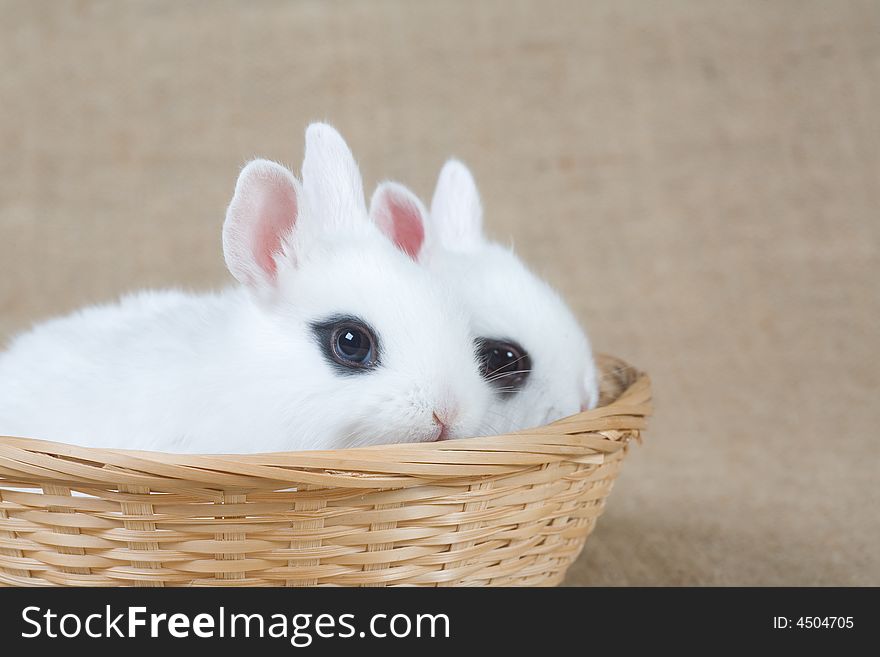 Two little white bunny in the basket. Two little white bunny in the basket