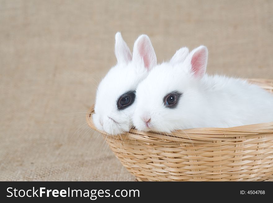 Two White Bunny In The Basket