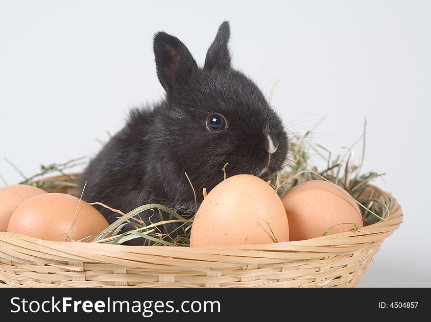 Black bunny in the basket and some eggs