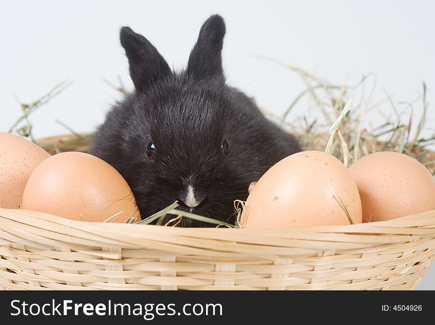 Black bunny in the basket and eggs