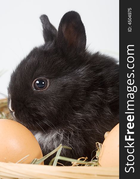 Black bunny in the basket and eggs