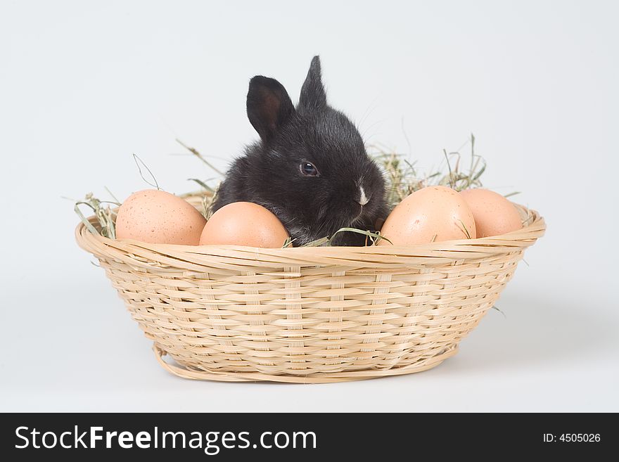 Black Bunny In The Basket And Eggs