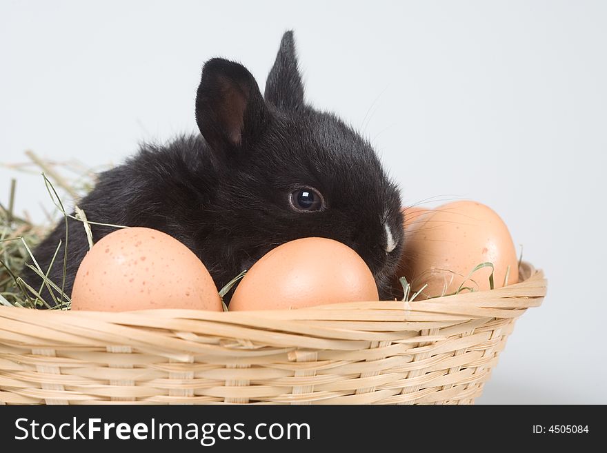 Black bunny in the basket and some eggs