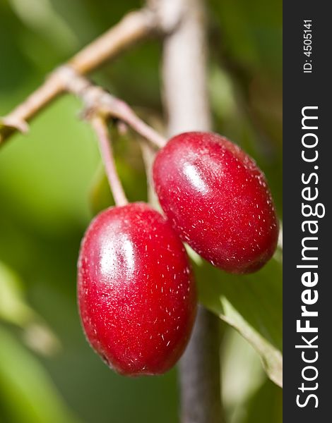 Food series: fresh ripe tasty red cornelian cherries