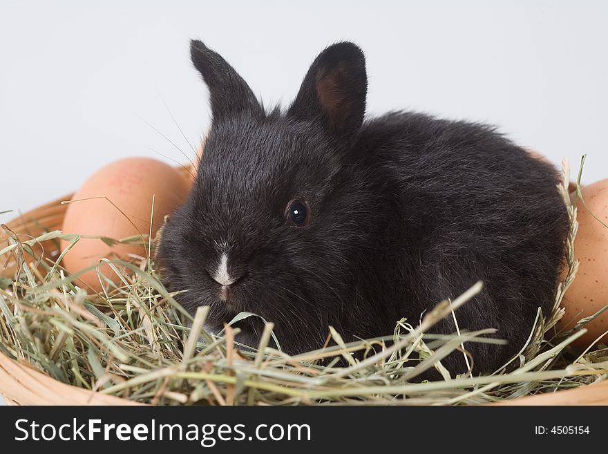 Black bunny in the basket and eggs