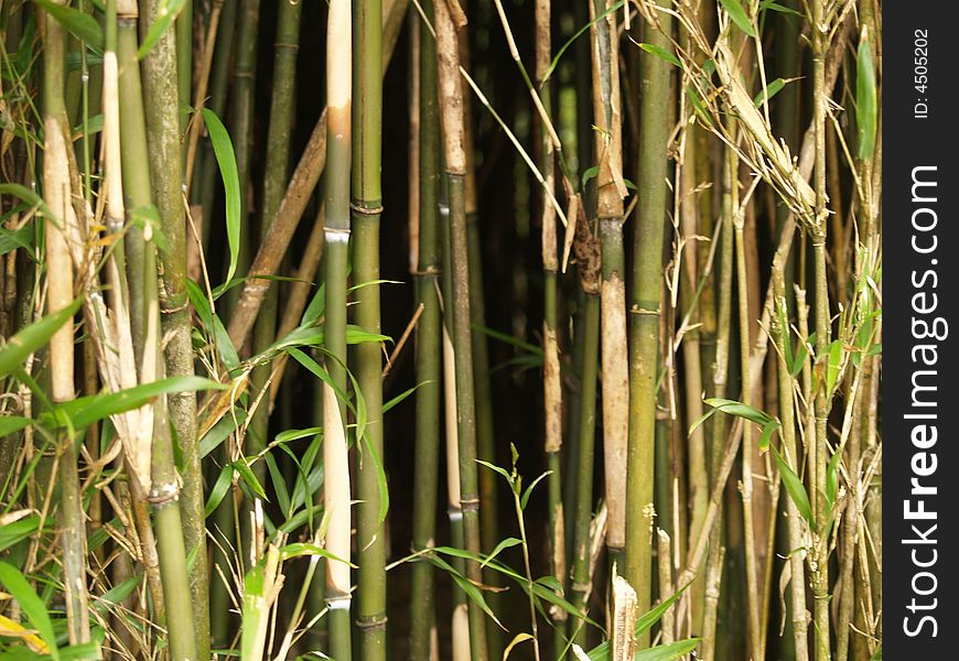 A close up of growing bamboo