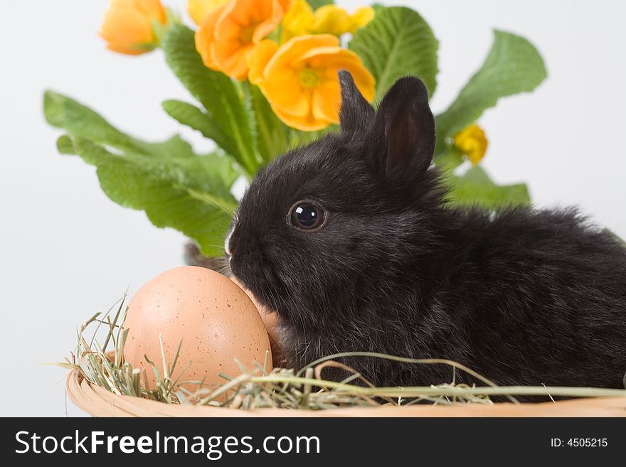 Black bunny in the basket and eggs with yellow flowers in back. Black bunny in the basket and eggs with yellow flowers in back