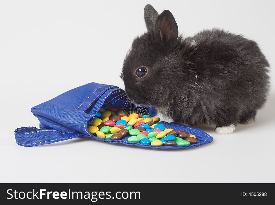 Black bunny with backpack and chocolate eggs. Black bunny with backpack and chocolate eggs