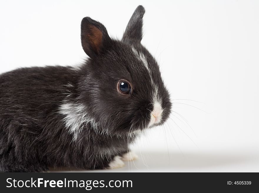 Black bunny isolated on white background