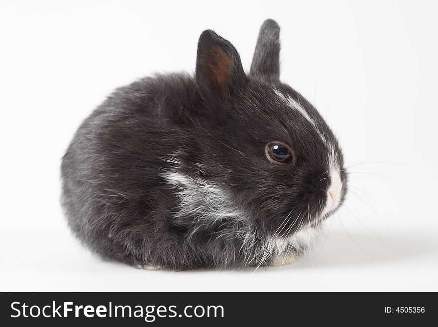 Black bunny isolated on white background