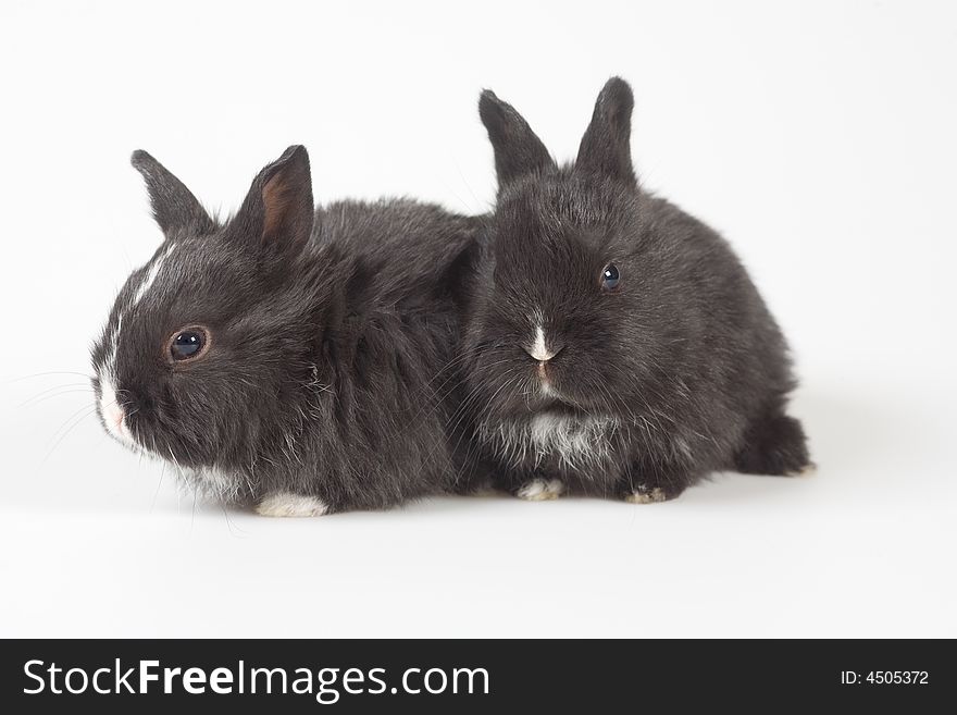 Two black bunny isolated on white background