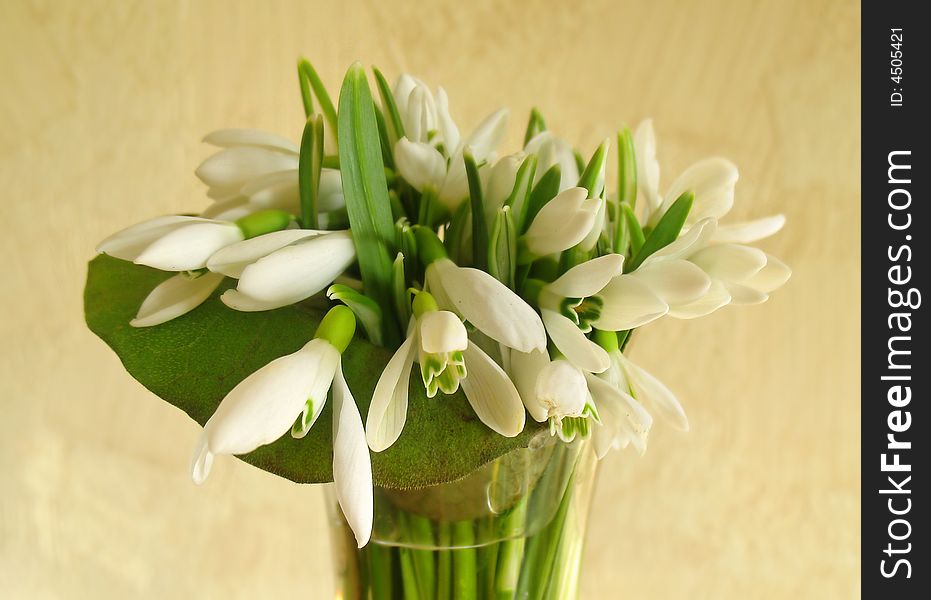 Bouquet of white snowdrop flowers