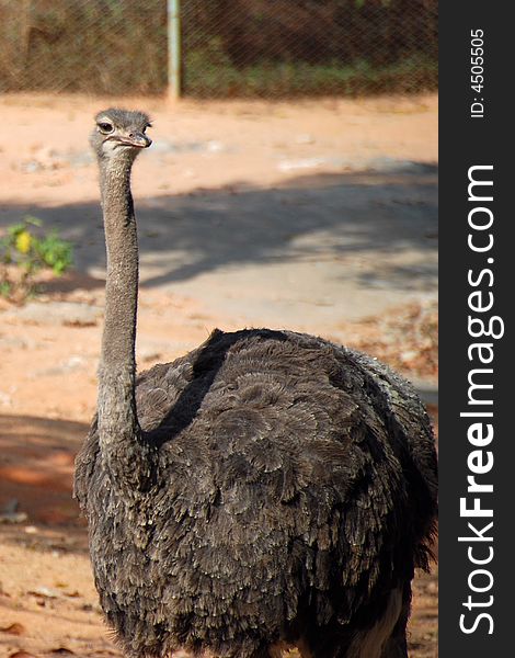 A ostrich in Shenzhen safari park