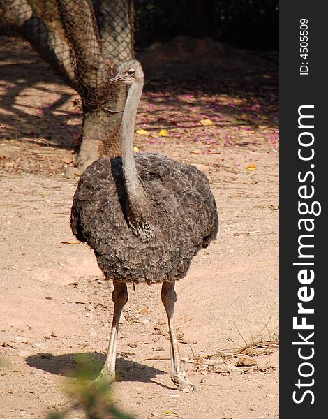 A ostrich in Shenzhen safari park